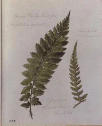Common Prickly Shield saniainen, maalattu Brantwoodissa, 30.11.1857 (akvarelli paperille)