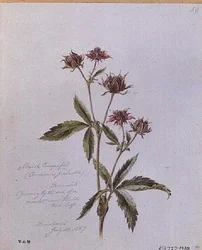 Marsh Cinquefoil, maalattu Brentwoodissa