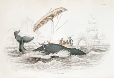 Harpuunoi Grönlannin valaan, joka on heittänyt yhden hyökkäävistä veneistä, 1837