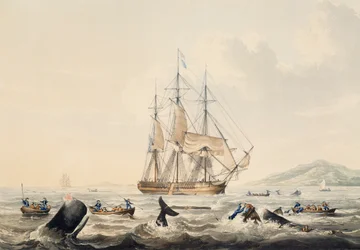 Valaanpyynti Etelämerellä, kaiverrus William John Huggins (1781-1845), 44x57 cm
