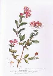 Honeysuckle, Nature in Britain julkaisija Collins, 1946