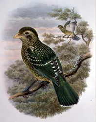 Ailuroedus Crassirostris, vihreä kissalintu (väri litho)