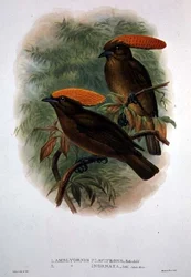 Amblyornis Flavifrons (väri litho)