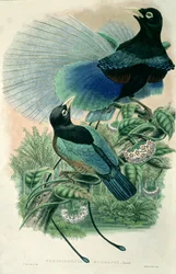 Sininen paratiisin lintu (väri litho)