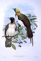 Paradisaea Guilielmi - Pieni paratiisin lintu (väri litho)
