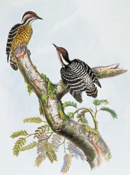 Filippiinien pygmy tikka (Dendrocopos maculatus), litografia William Matthew Hart (1830-1908), Yhdistynyt kuningaskunta