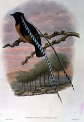 Pteridophora Alberti, Saksin kuningas Paratiisin lintu (väri litho)