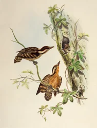 Sunda Woodpecker (Dendrocopos moluccensis), litografia Aasian linnuista
