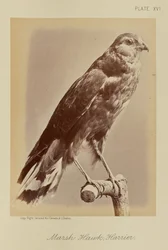 Suohaukka; Harri