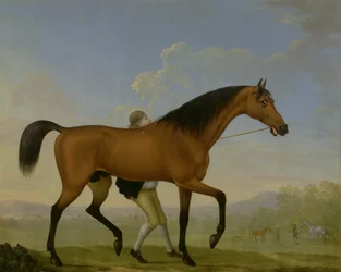 Duke of Ancasters Bay Stallion, tyhjä, kävelemässä kohti tammaa