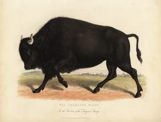 Amerikan biisoni tai puhveli, Bison biisoni.
