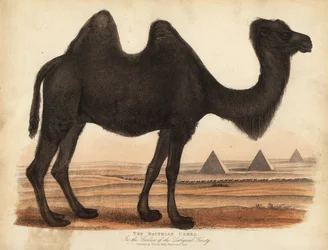 Bactrian kameli, Camelus bactrianus.
