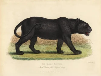 Black Panther, Panthera pardus ja Panthera onca.