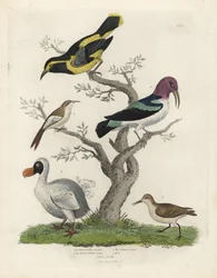 Musta-keltainen kiipijä, ruskea-valkoinen kiipijä, Certhia americana, cayennenkiipijä, Dacnis cayana, drontti, Raphus cucullatus, ja purre eli suosirri, Calidris alpina. Tuntemattoman taiteilijan käsin väritetty kuparikaiverrus William Smellien teoksesta