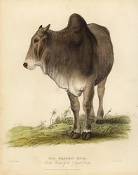Brahma-rotu zebukarja, Bos taurus indicus.