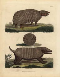 Brasilialainen kolminauhainen armadillo ja seitsennauhainen armadillo.
