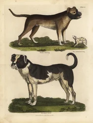 Koirarodut, Canis lupus familiaris.