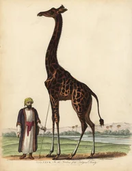 Kirahvi, Giraffa camelopardalis.