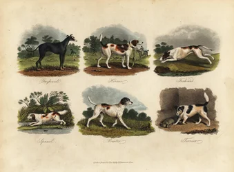 Vinttikoira, Harrier, Foxhound, Spanieli, Pointer, Terrieri.