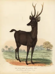 Javan Rusa Ora Sunda Sambar Deer, Rusa Timorensis. Haavoittuvainen.