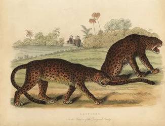 Leopardit, Panthera pardus.