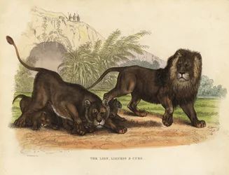 Leijona, leijona ja pennut, Panthera leo.