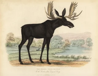 Hirvi tai hirvi, Alces alces.