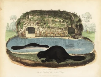 Pohjois-Amerikan majava, Castor canadensis.