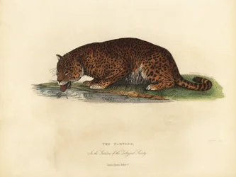 Panther, Panthera pardus ja Panthera onca.
