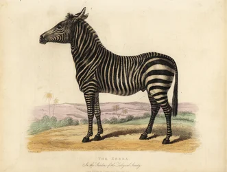 Tasavallan seepra, Quagga-hevonen.