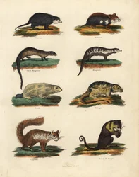 Jyrsijälajeja.