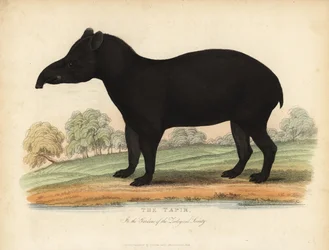 Etelä-Amerikan tapiiri, Tapirus terrestris, haavoittuvainen.