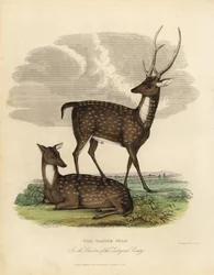 Suopeura tai leijona, Rucervus duvaucelii.