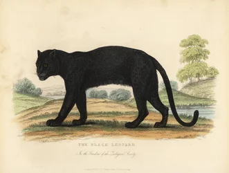 Musta leopardi, Panthera pardus