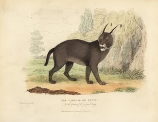 Caracal tai Lynx.