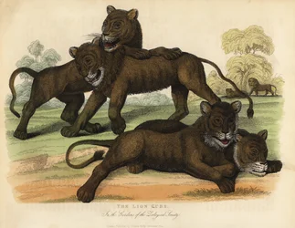 Leijonanpennut Zoological Societyn puutarhoissa.
