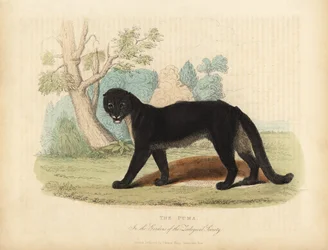Puma tai Cougar, Puma concolor.