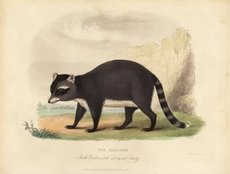 Pesukarhu, Procyon lotor.