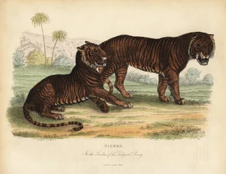 Tiger, Panthera tigris, uhanalainen.