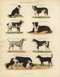 Hyödylliset kotikoirat, Canis lupus familiaris.