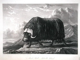 Musk Bull, Melville Island, teoksesta "Journal of a Voyage for the Discovery of a North West Passage from Atlantic to Pacific, esittänyt vuosina 1819-20", William Edward Parry, julkaistu 1821 (kaiverrus)