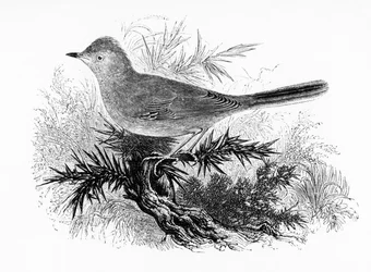 Dartford Warbler, kuvitus William Yarrellin teoksesta "A History of British Birds", julkaistu ensimmäisen kerran 1843