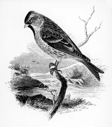 The Lesser Redpole, kuvitus William Yarrellin teoksesta "A History of British Birds", julkaistu ensimmäisen kerran 1843