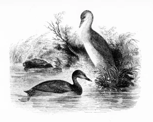 The Little Grebe tai Dabchick, kuvitus William Yarrellin teoksesta "A History of British Birds", julkaistu ensimmäisen kerran 1843