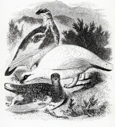 Ptarmigan, kuvitus William Yarrellin teoksesta "A History of British Birds", julkaistu ensimmäisen kerran 1843