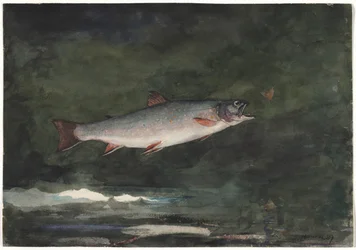 Leaping Trout, 1889.