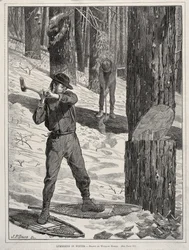 Puunkorjuu talvella