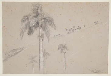 Royal Palm, Kuuba