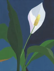 Elegantti rauhankukka kukassa