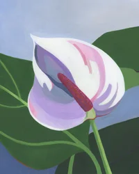 Tyylikäs valkoinen anthurium